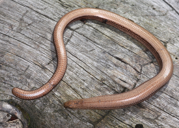 Blindschleiche (Anguis fragilis) - © Gernot Kunz